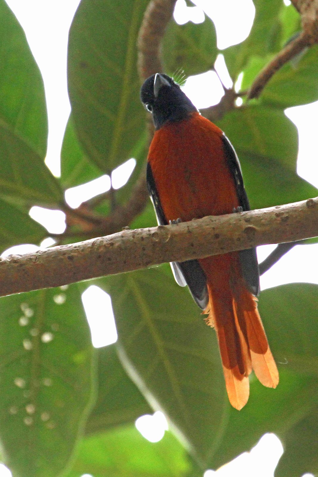 Roodbuikparadijsmonarch (Terpsiphone rufiventer)