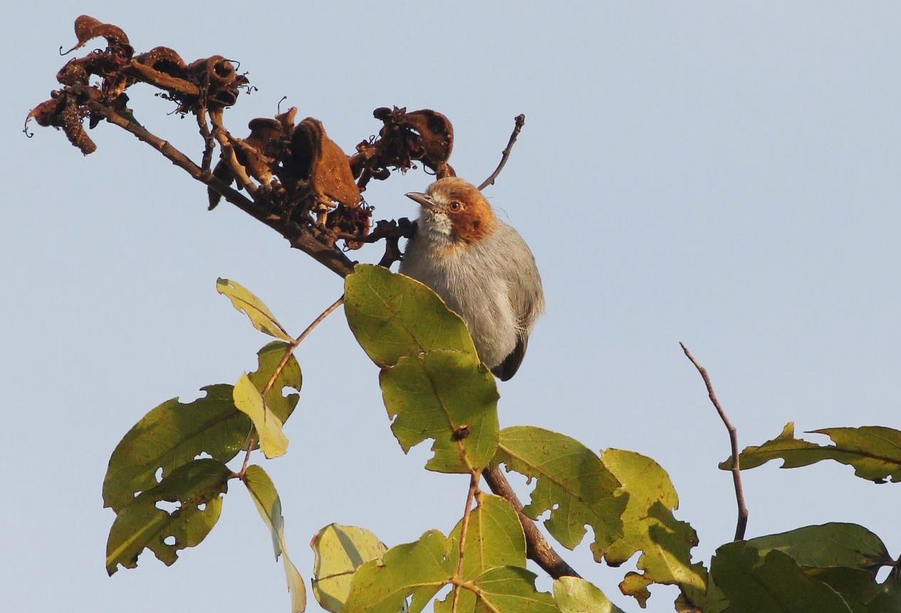 Roodkapkrombek (Sylvietta ruficapilla)