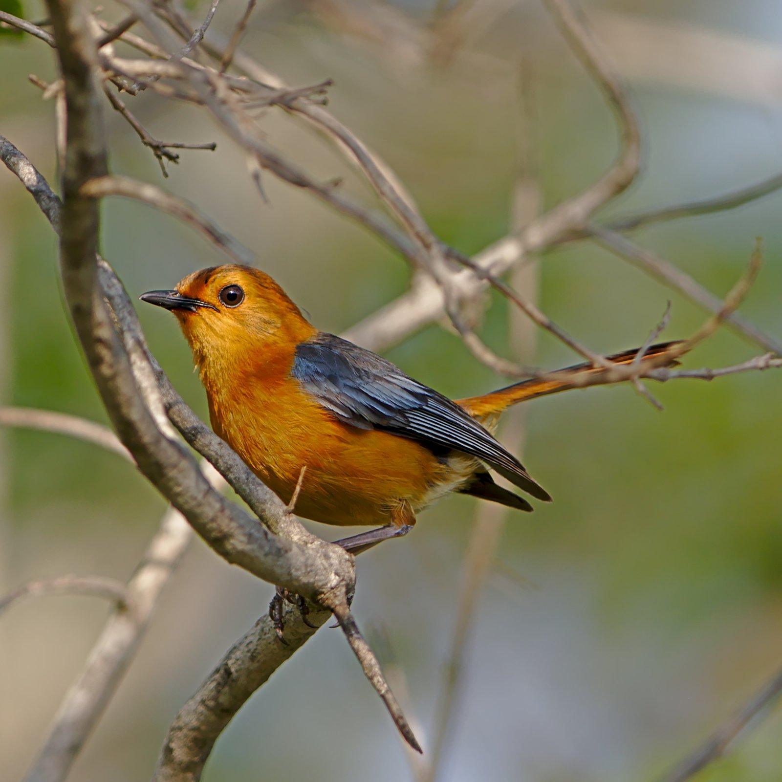 Roodkaplawaaimaker (Cossypha natalensis)