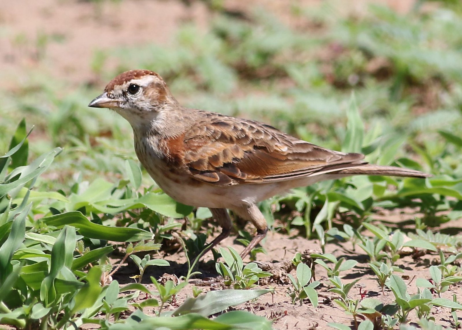 Roodkapleeuwerik (Calandrella cinerea)