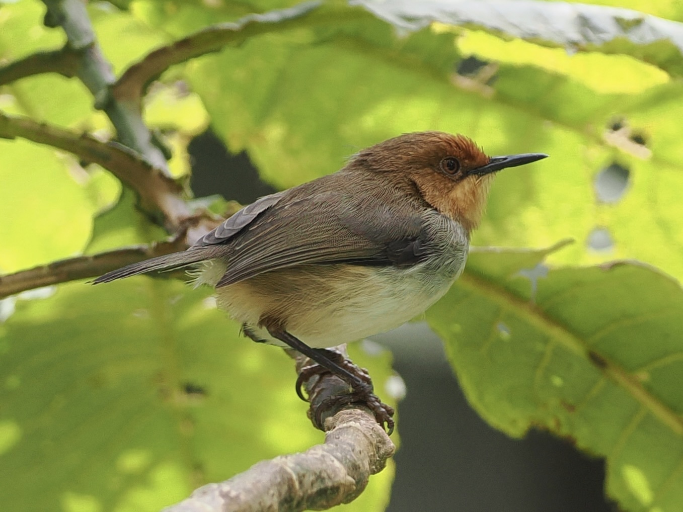 Roodkapsnijdervogel (Artisornis metopias)