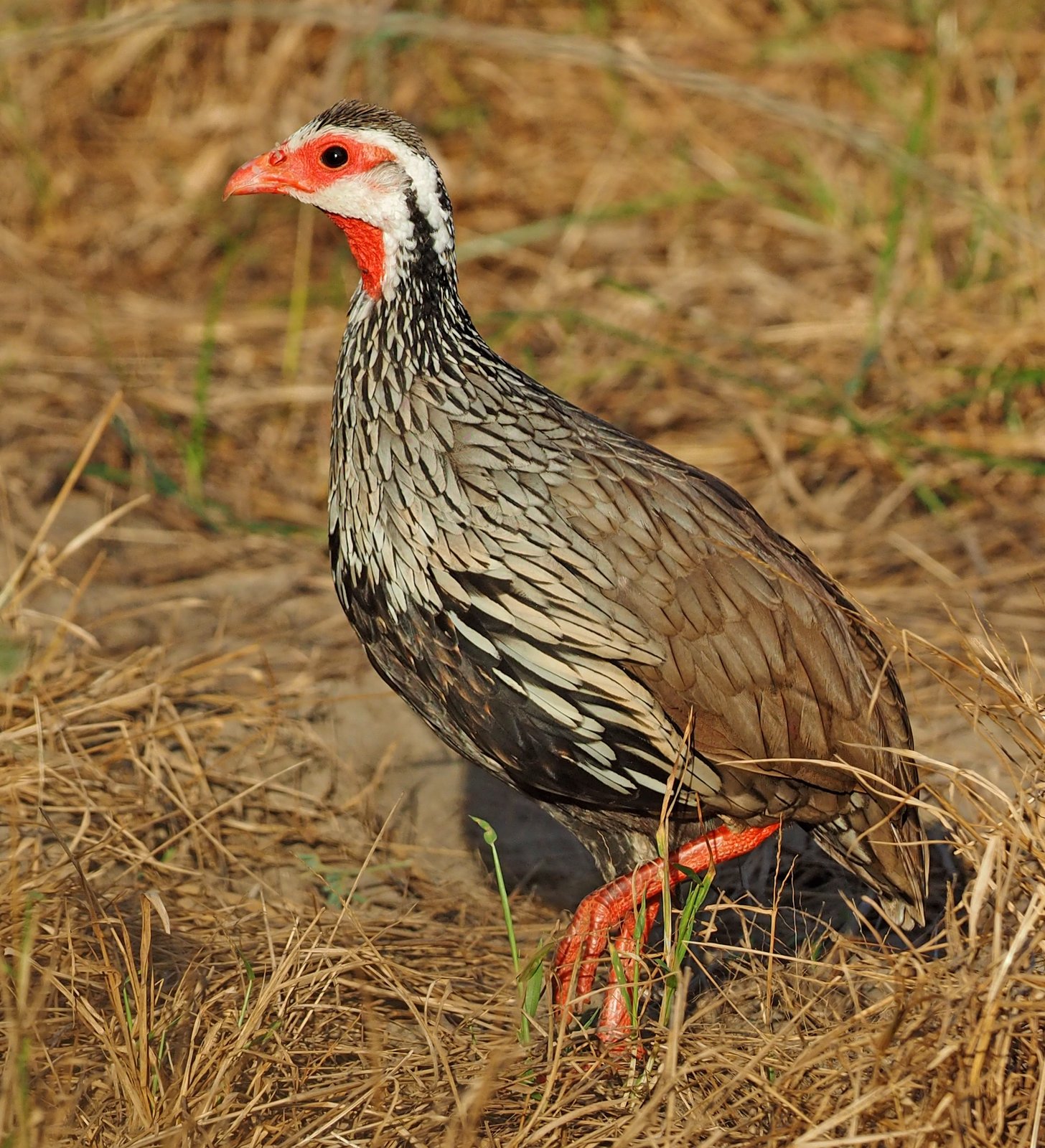 Roodkeelfrankolijn (Pternistis afer)
