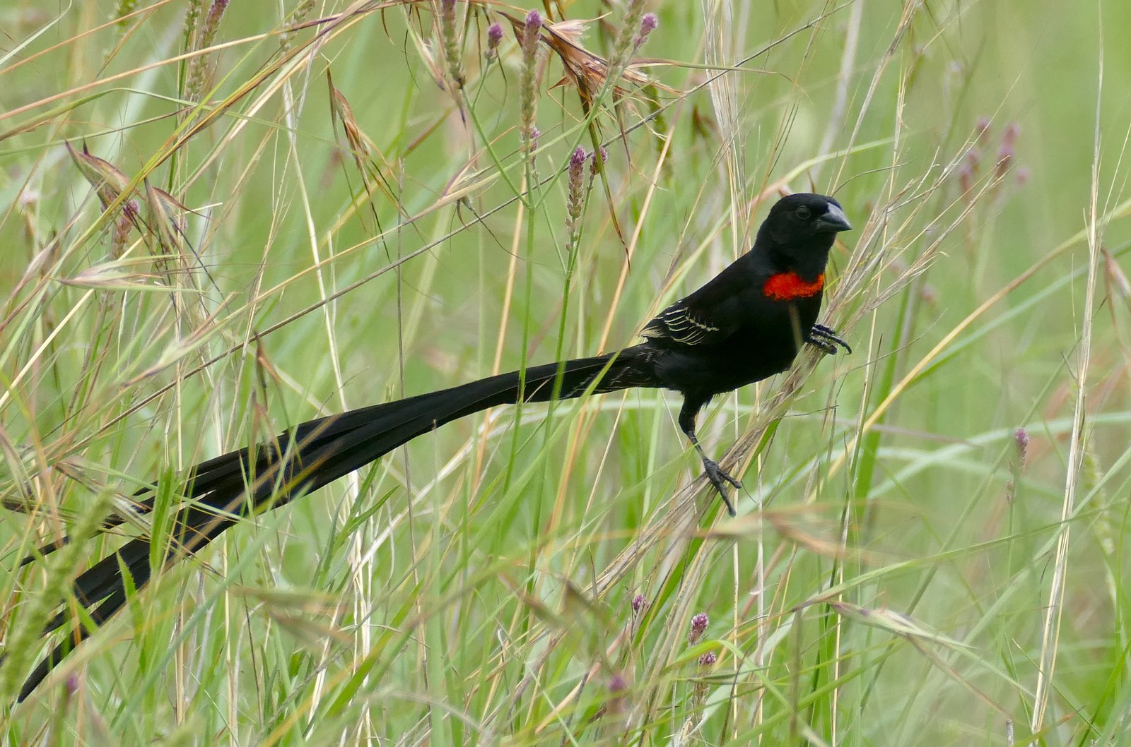 Roodkeelwidavink (Euplectes ardens)