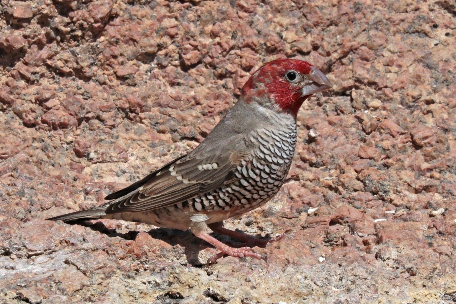 Roodkopamadine (Amadina erythrocephala)