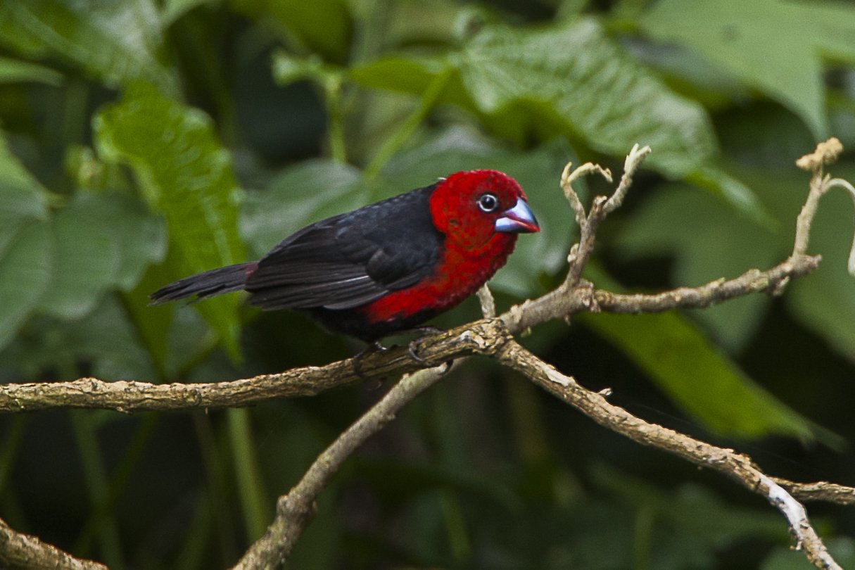 Roodkopblauwsnavel (Spermophaga ruficapilla)