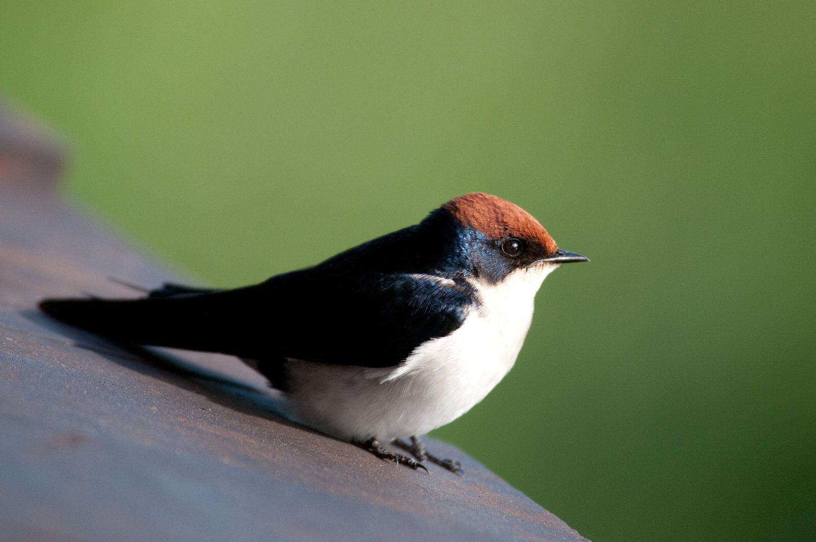 Roodkruinzwaluw (Hirundo smithii)