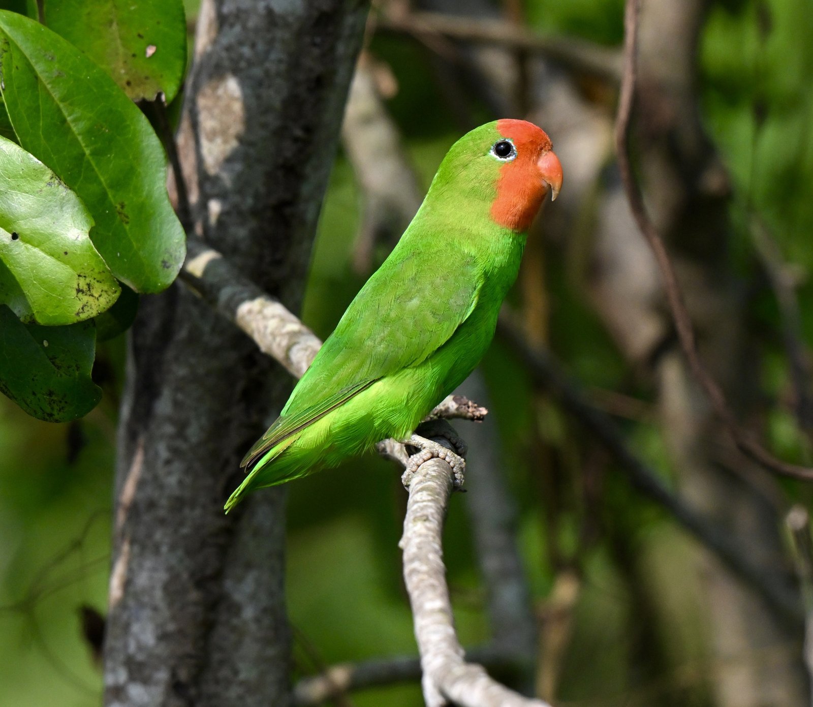 Roodmaskeragapornis (Agapornis pullarius)