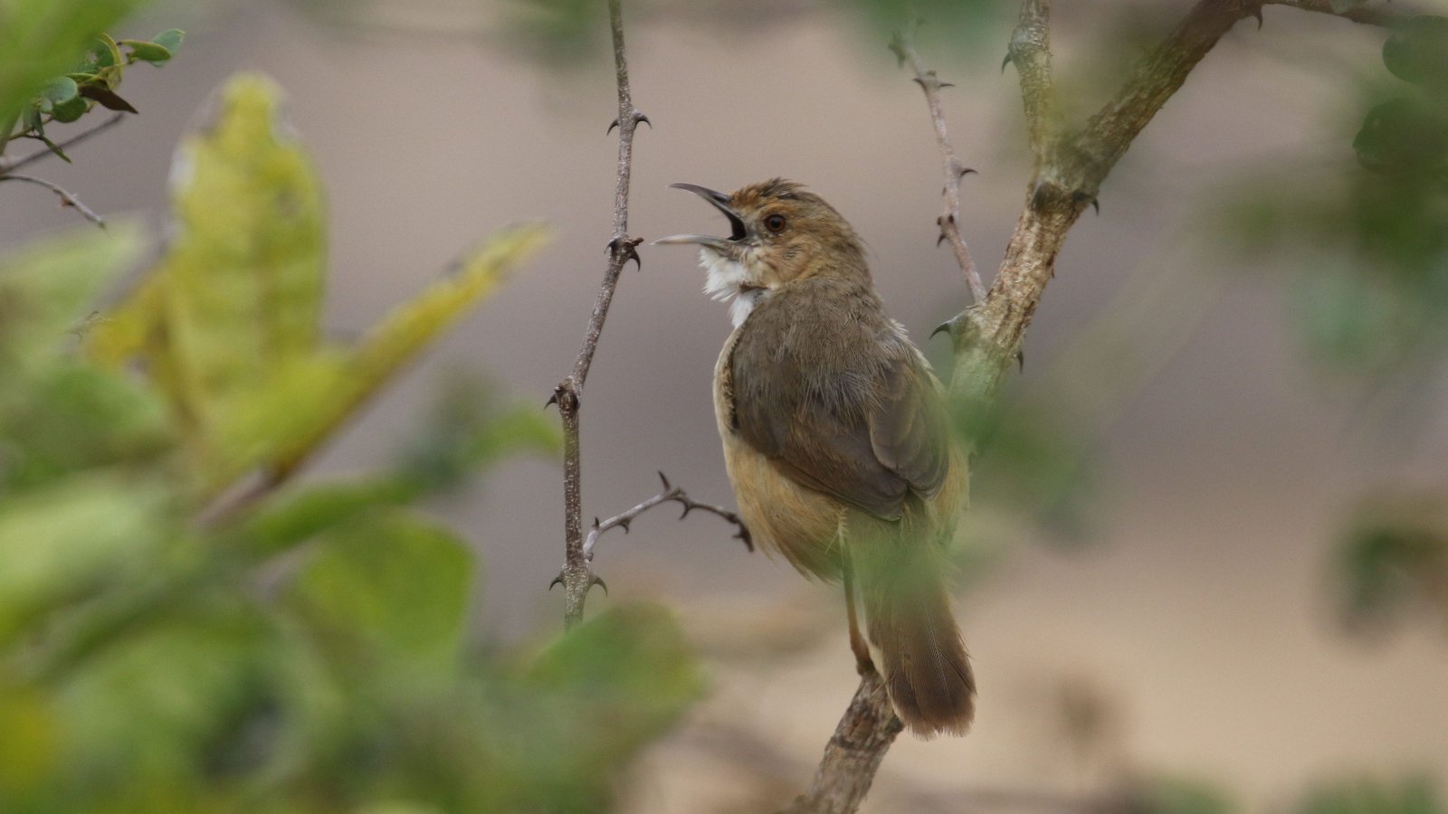 Roodmaskergraszanger (Cisticola erythrops)
