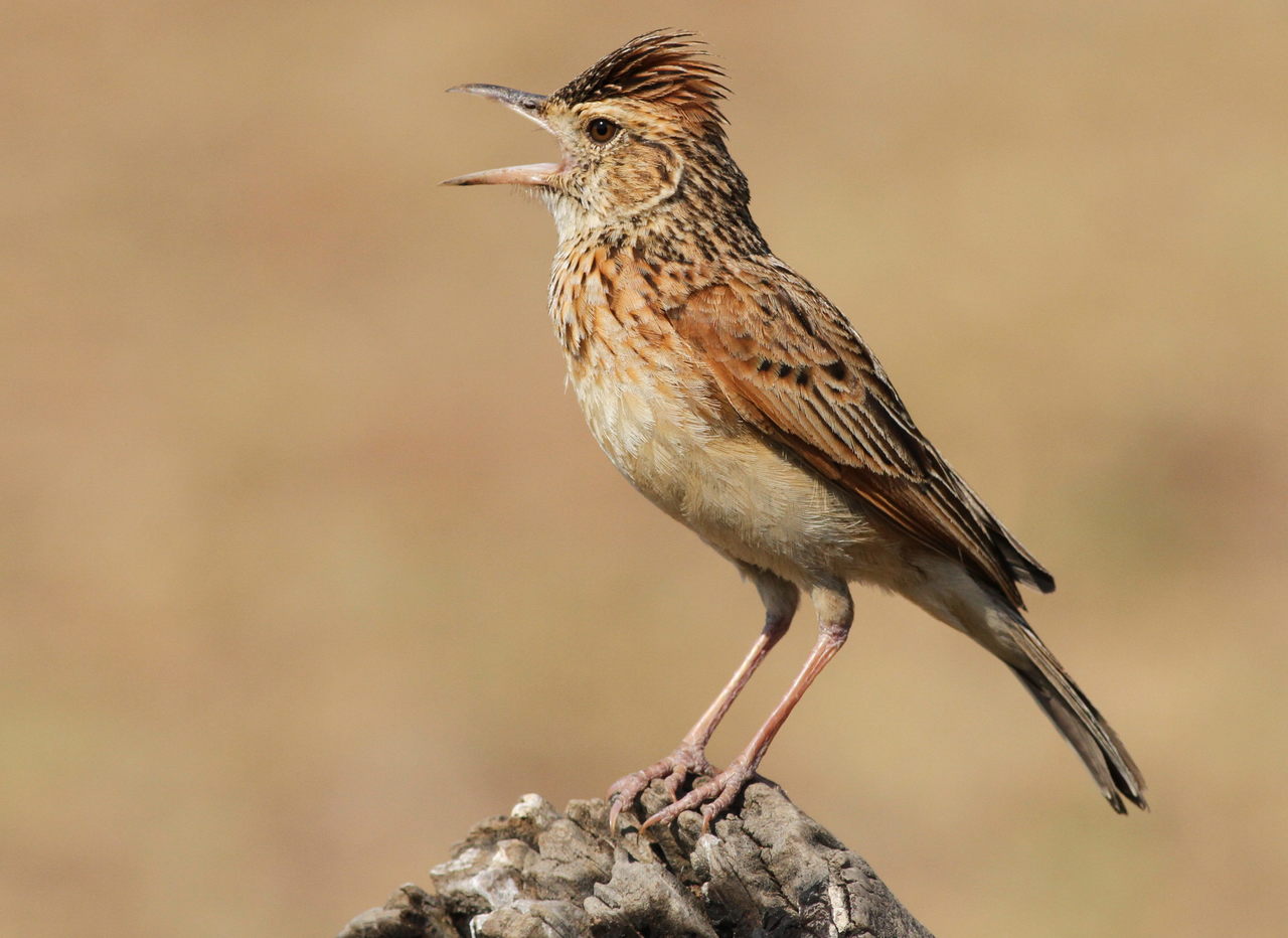 Roodnekleeuwerik (Corypha africana)