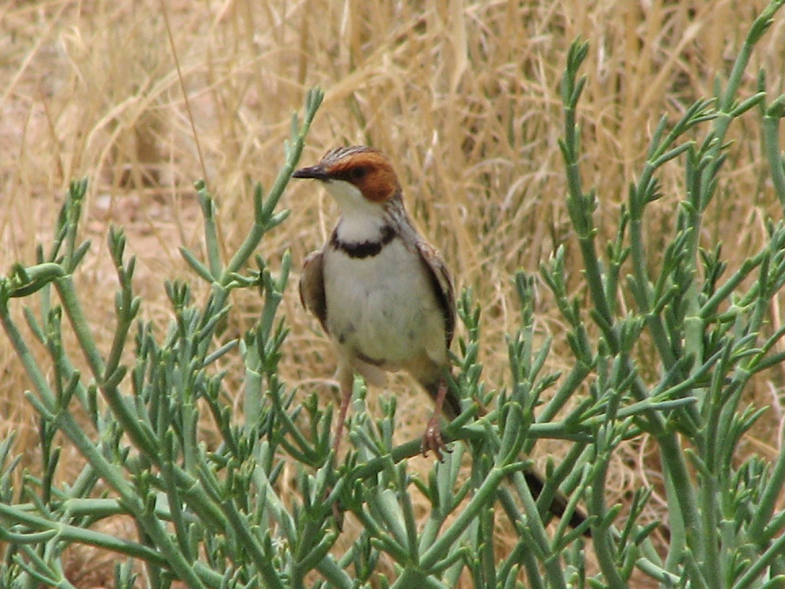 Roodoorprinia (Malcorus pectoralis)