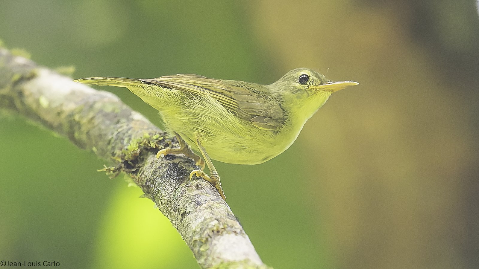 Roodpluimhoningzuiger (Deleornis fraseri)