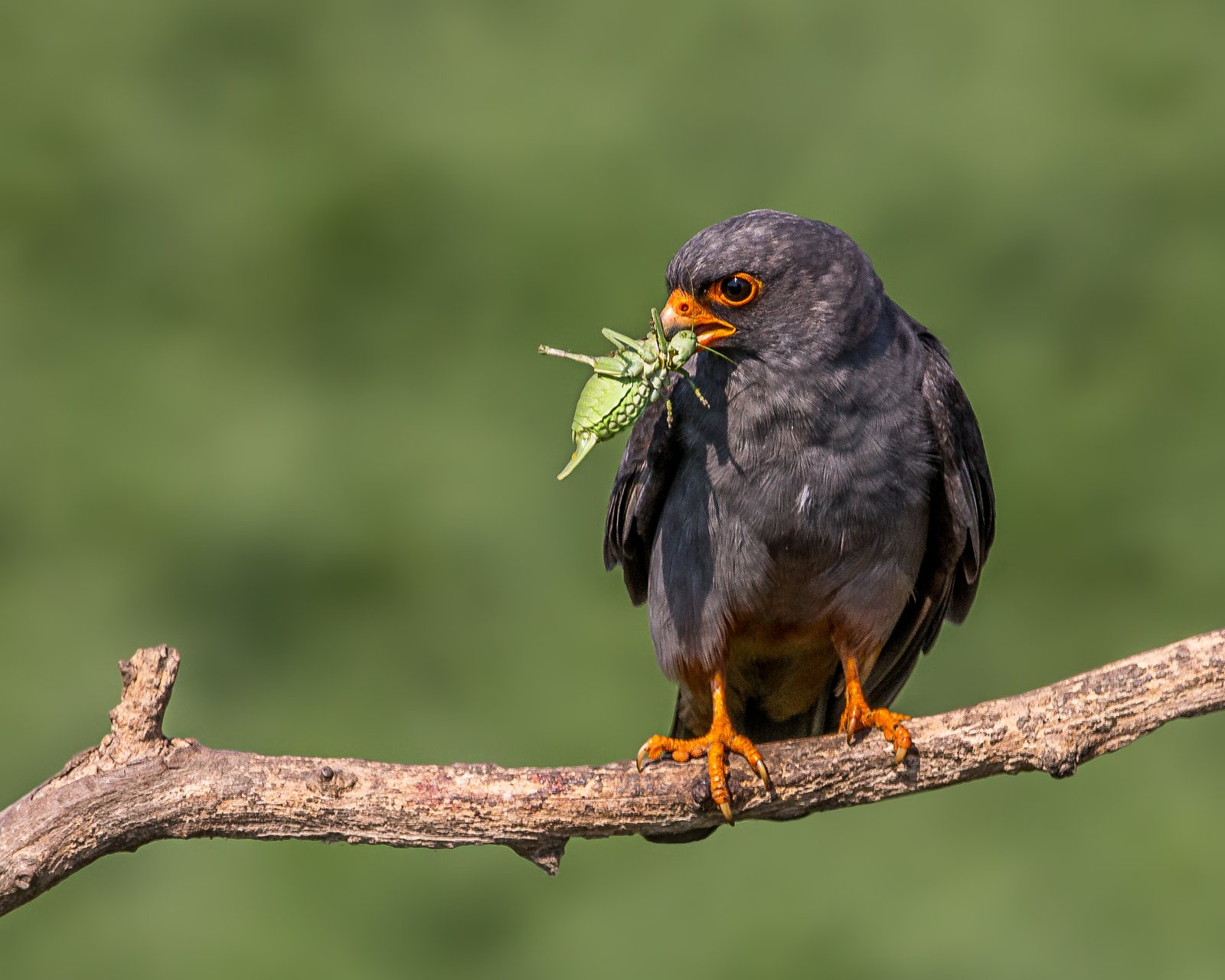 Roodpootvalk (Falco vespertinus)