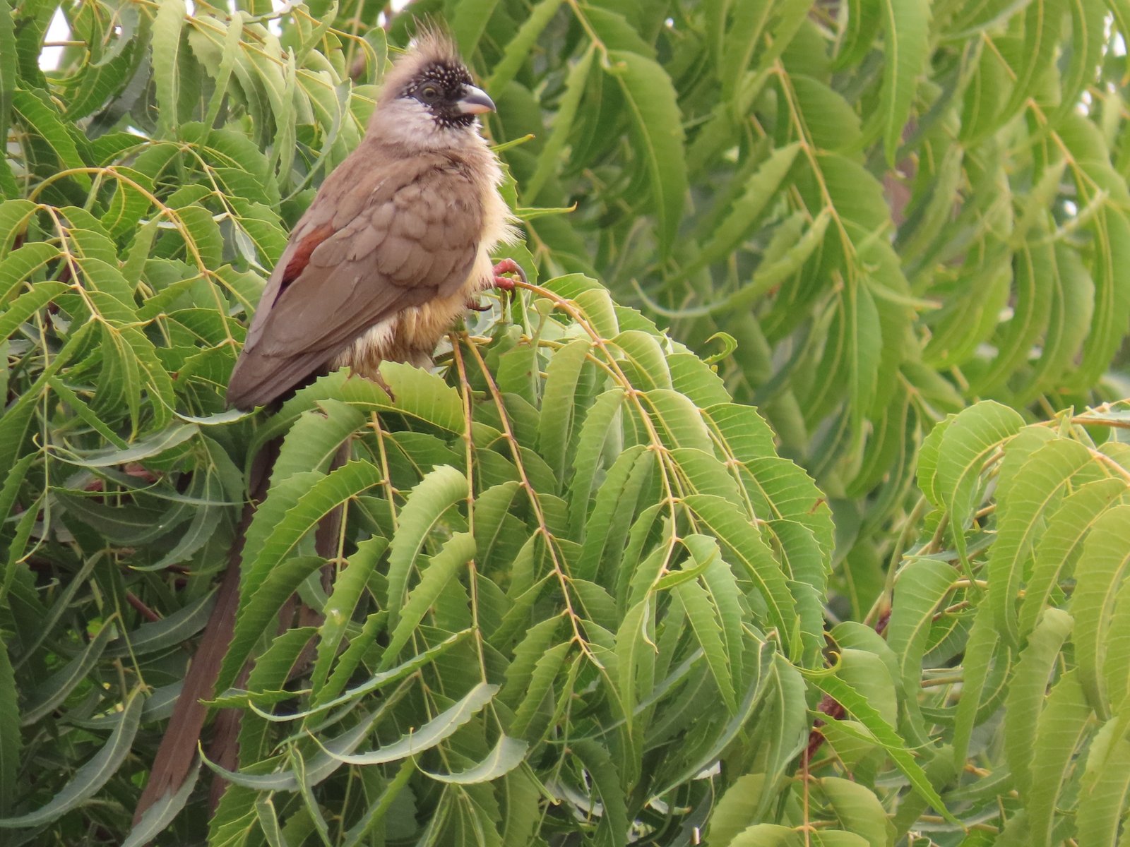 Roodrugmuisvogel (Colius castanotus)