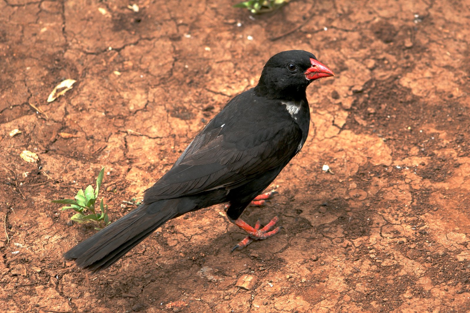 Roodsnavelbuffelwever (Bubalornis niger)