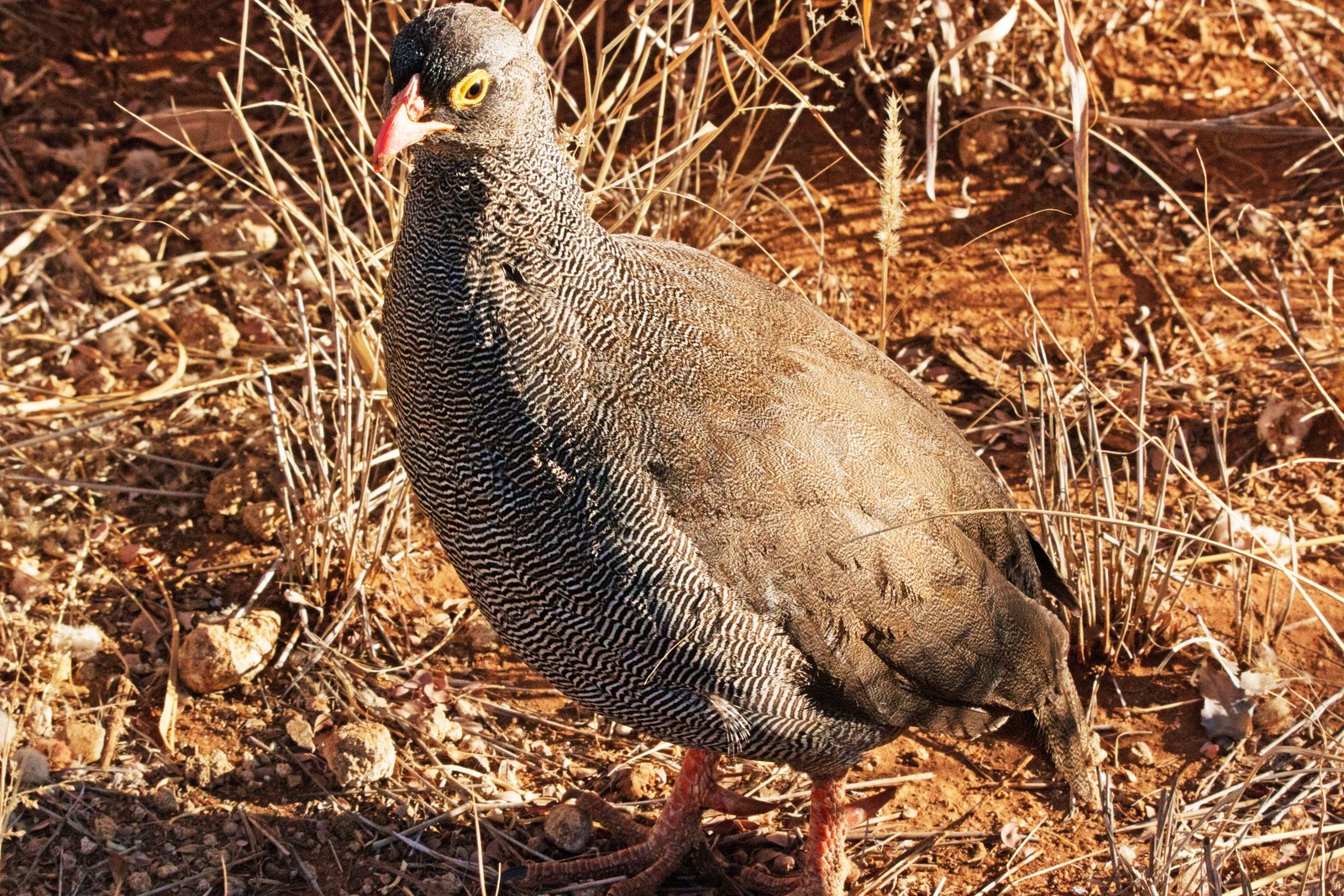 Roodsnavelfrankolijn (Pternistis adspersus)