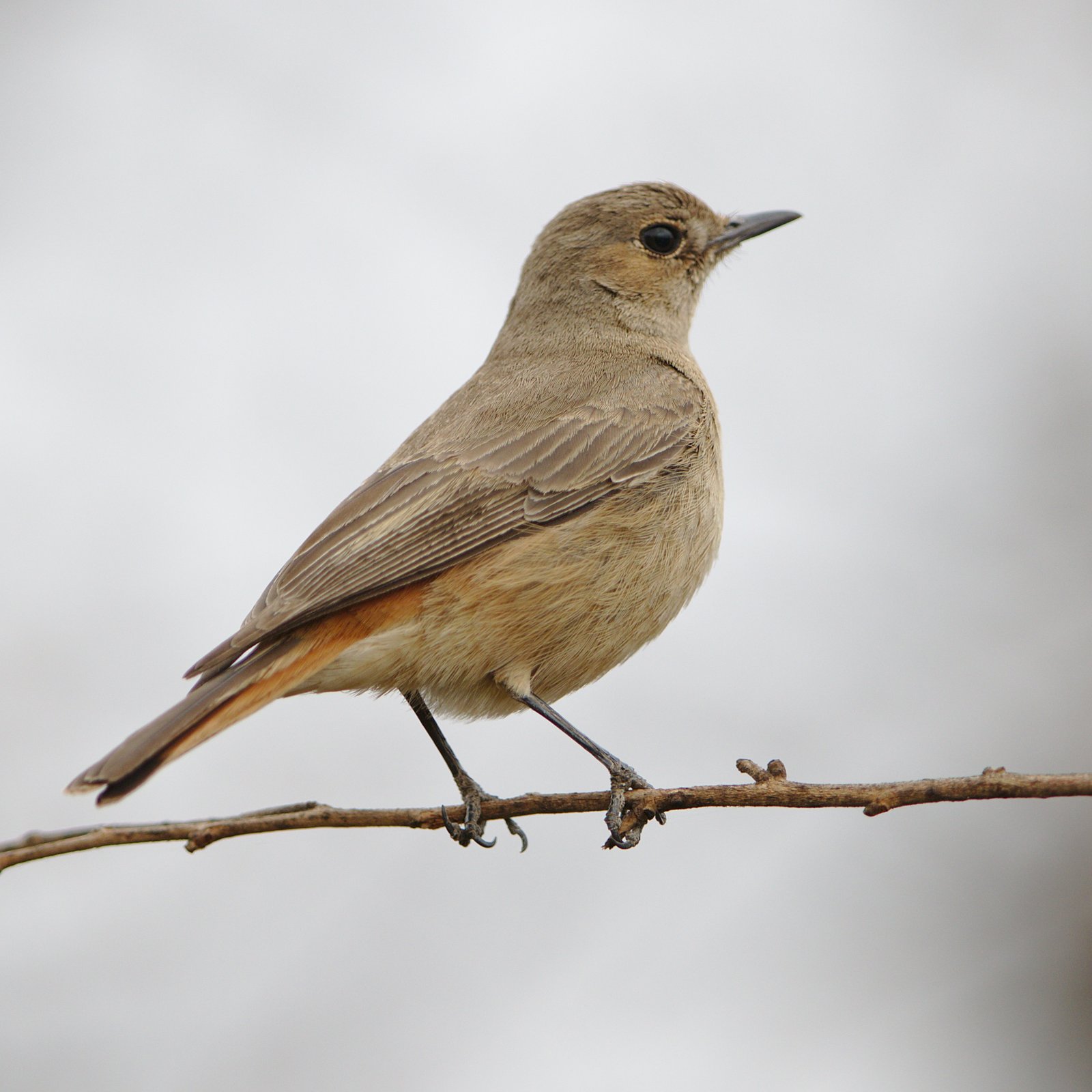Roodstaartspekvreter (Oenanthe familiaris)