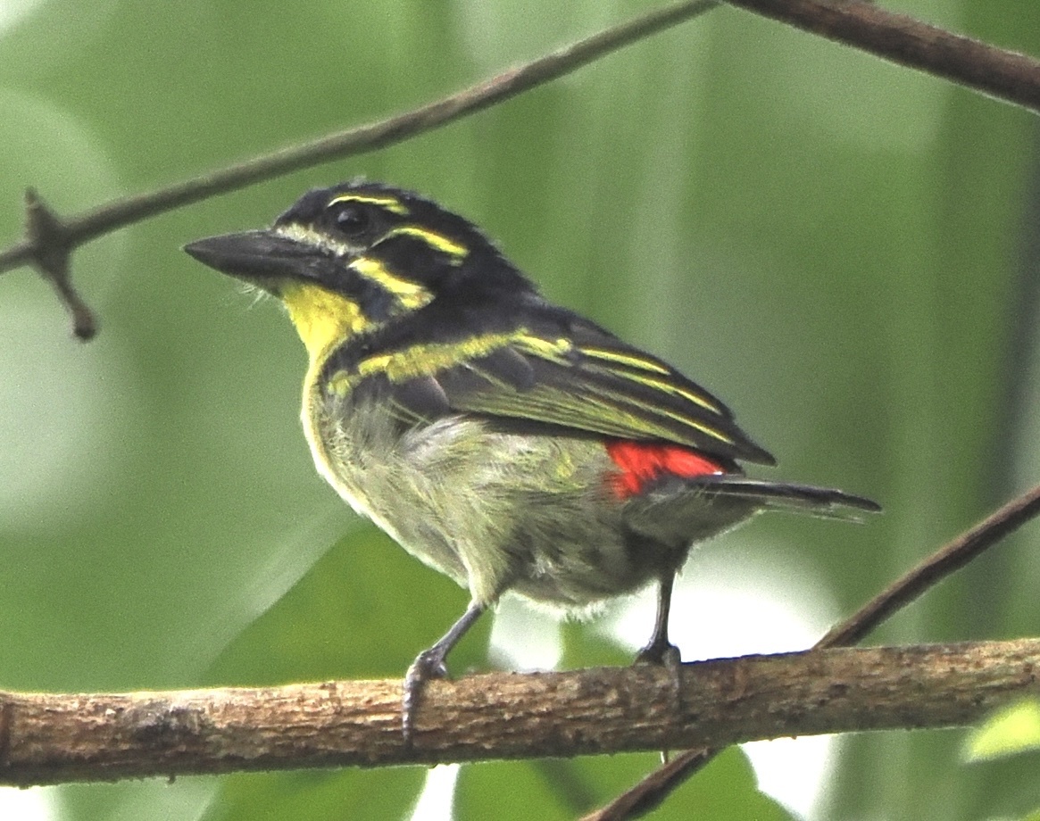 Roodstuitketellapper (Pogoniulus atroflavus)