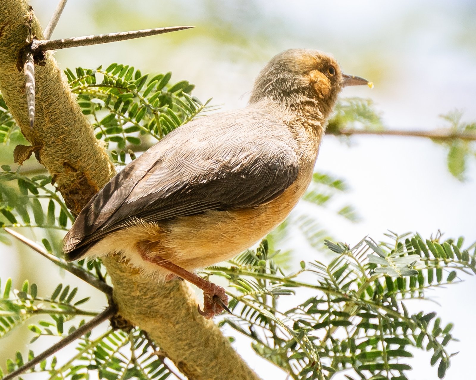 Roodteugelkrombek (Sylvietta whytii)