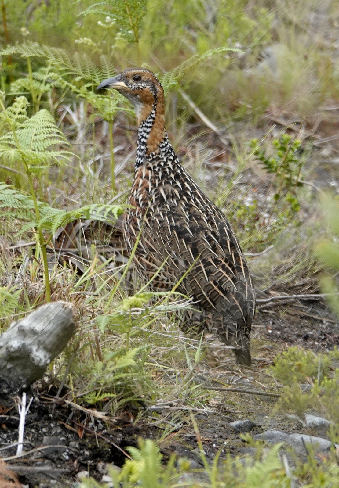 Roodvleugelfrankolijn (Scleroptila levaillantii)