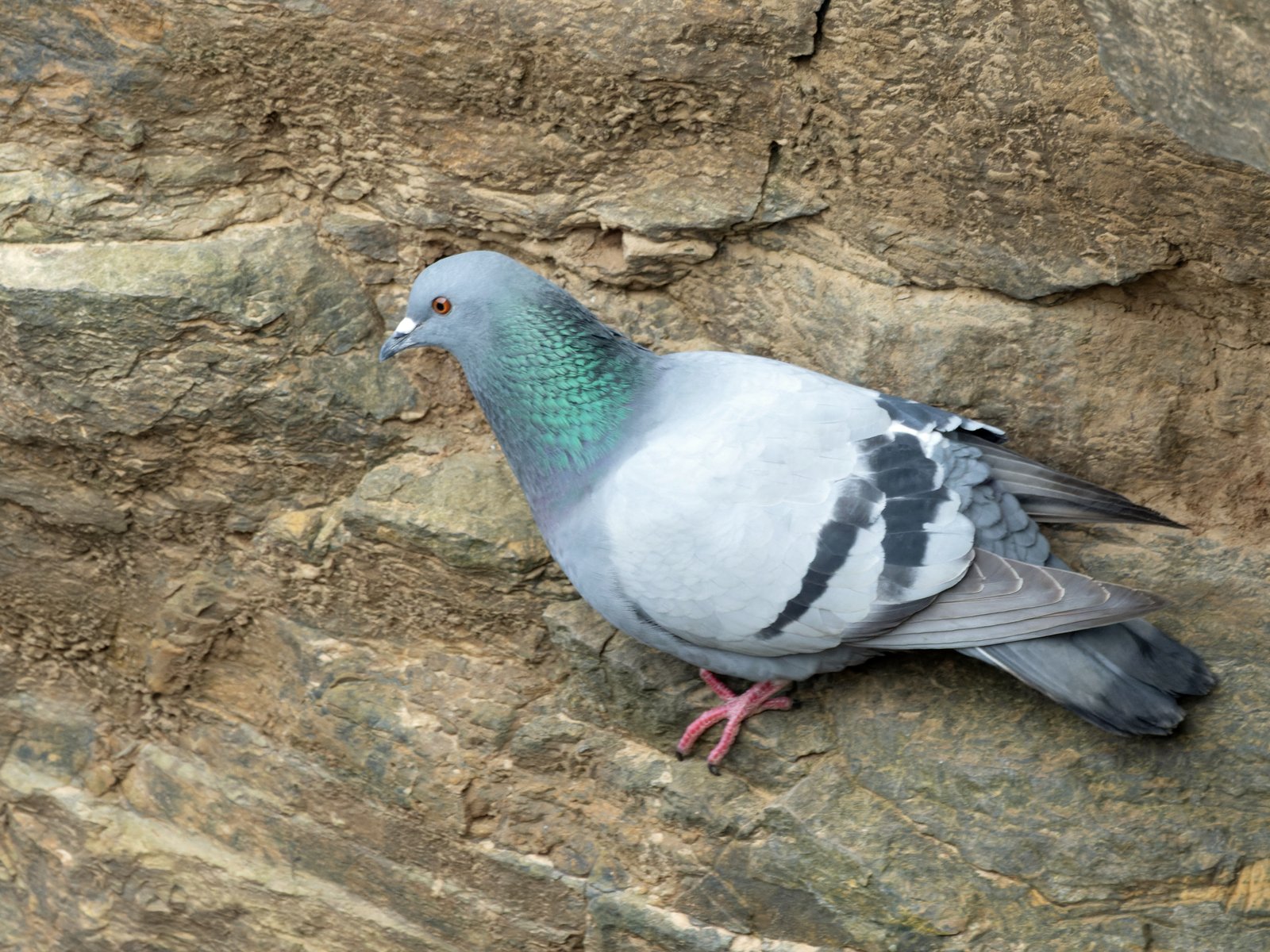 Rotsduif (Columba livia)