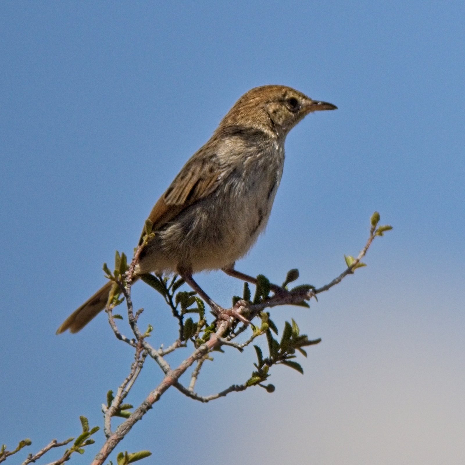 Rotsgraszanger (Cisticola subruficapilla)