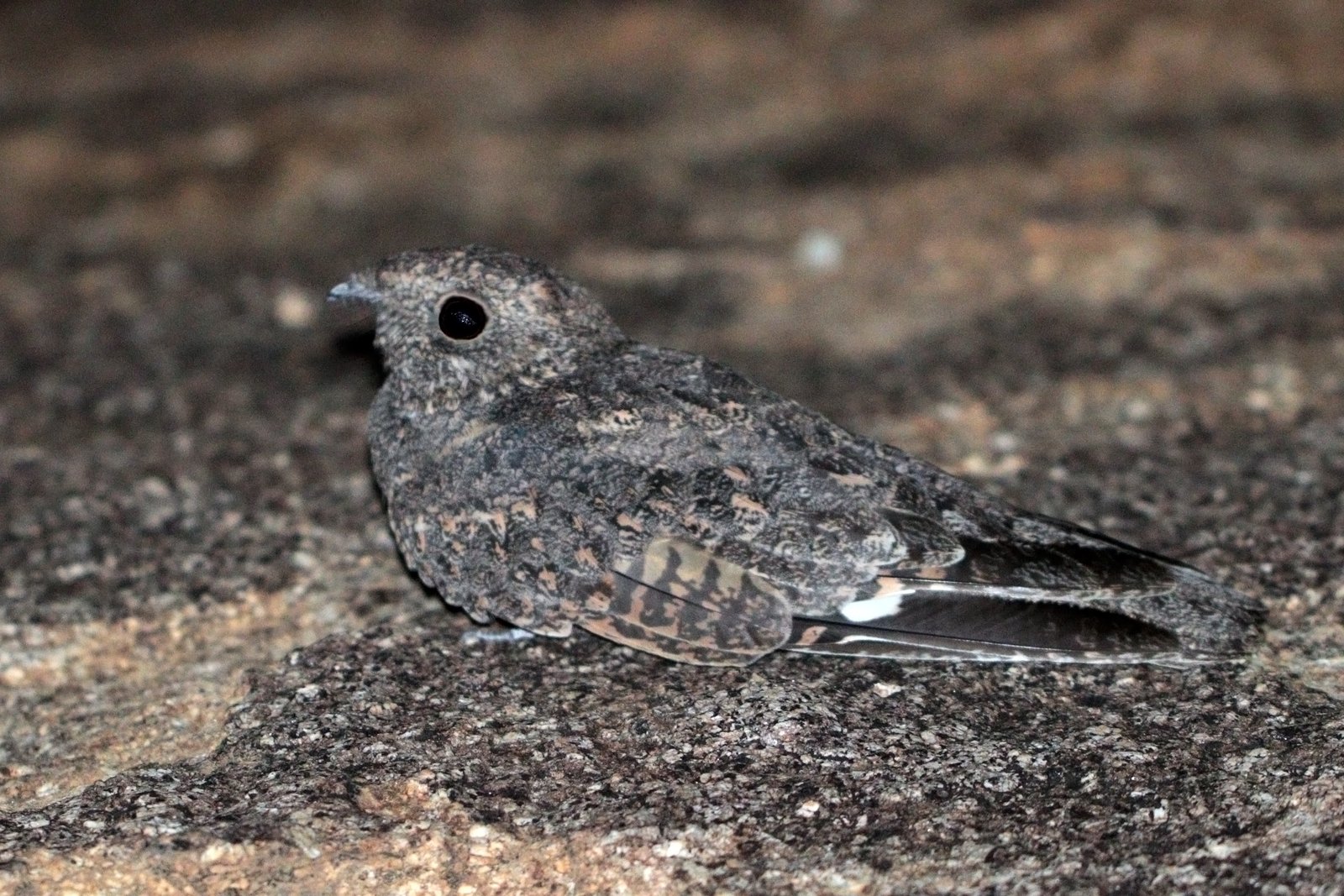 Rotsnachtzwaluw (Caprimulgus tristigma)