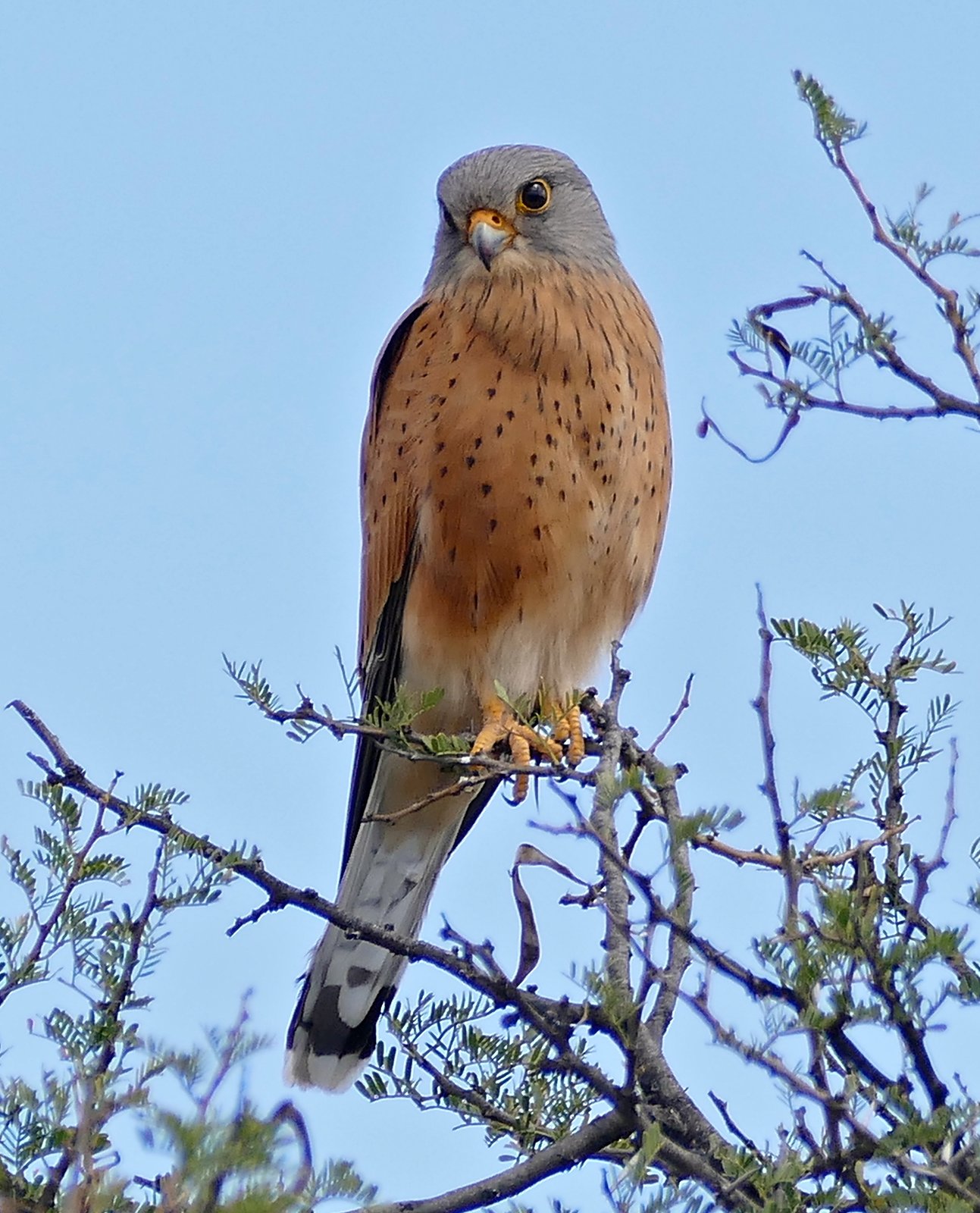 Rotsvalk (Falco rupicolus)