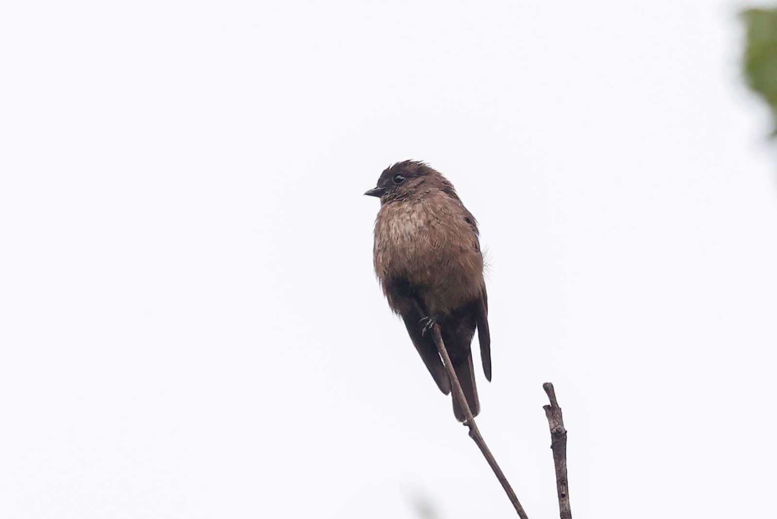 Rouwvliegenvanger (Artomyias fuliginosa)
