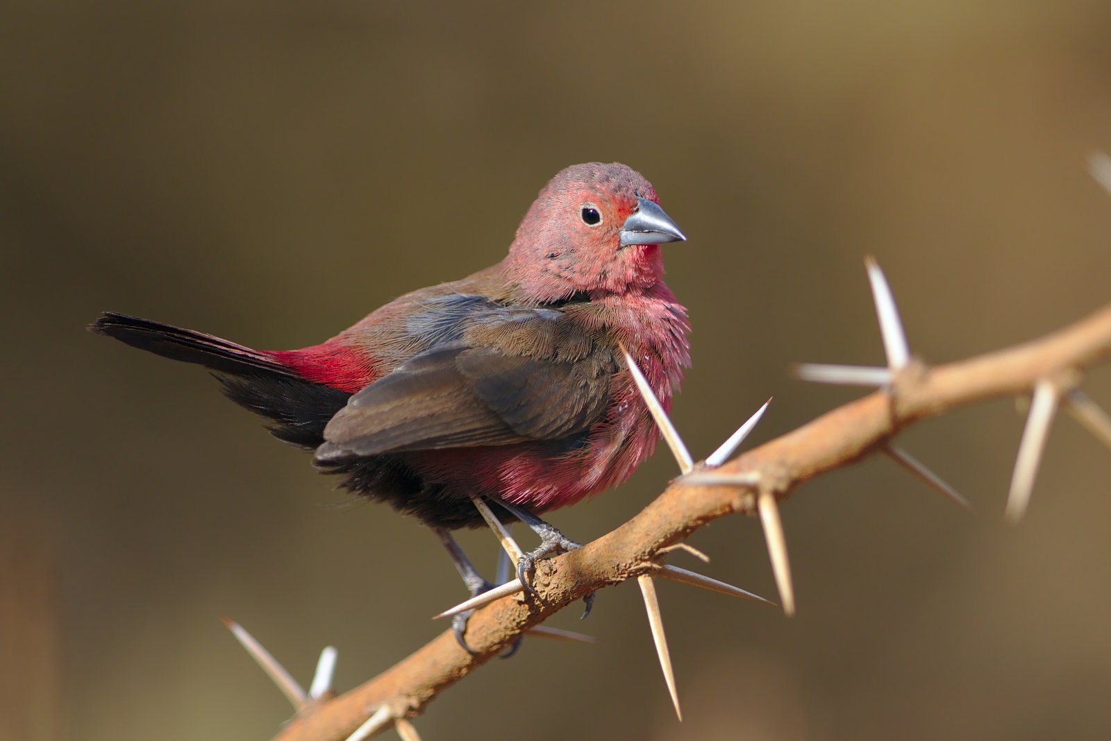Roze amarant (Lagonosticta rhodopareia)