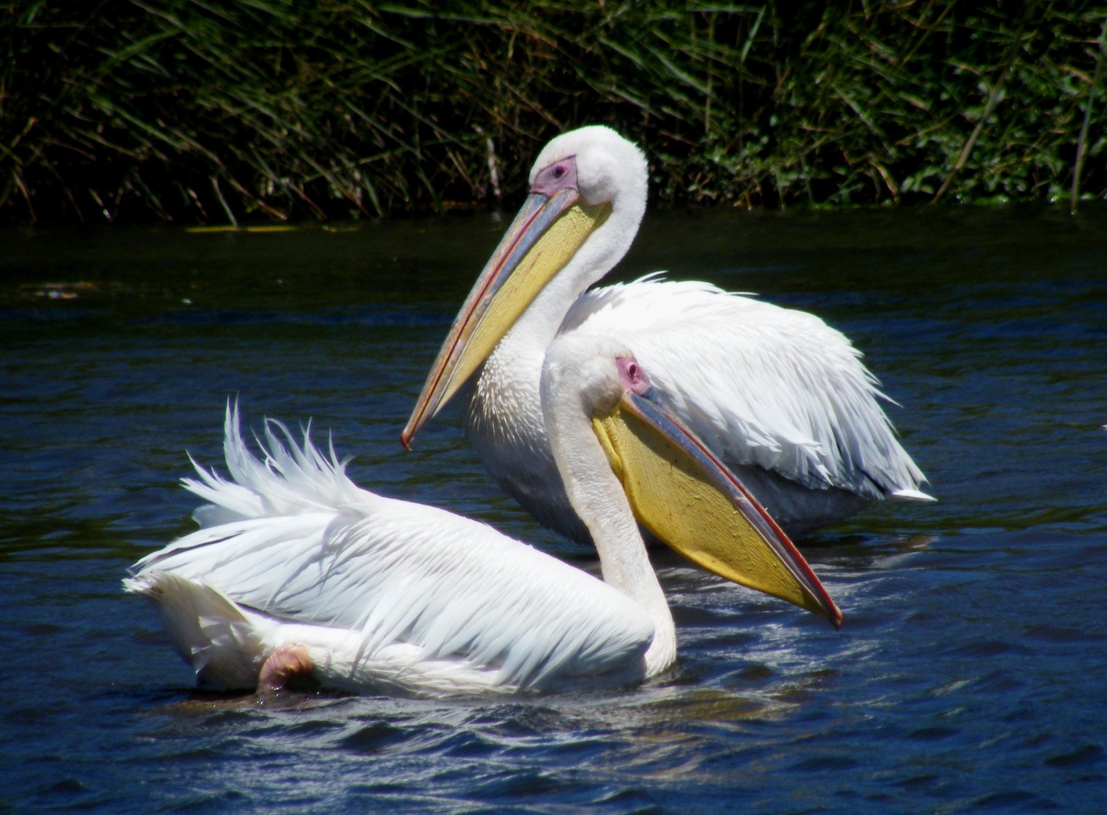 Roze pelikaan (Pelecanus onocrotalus)