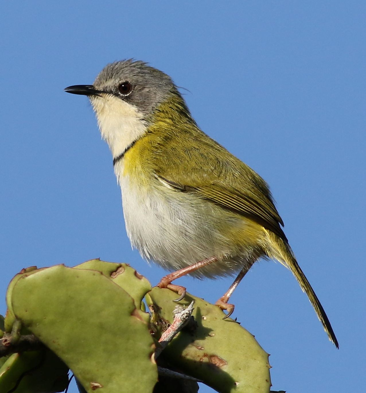 Rudds apalis (Apalis ruddi)