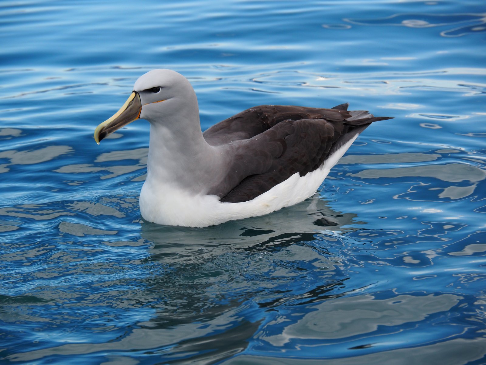 Salvins albatros (Thalassarche salvini)