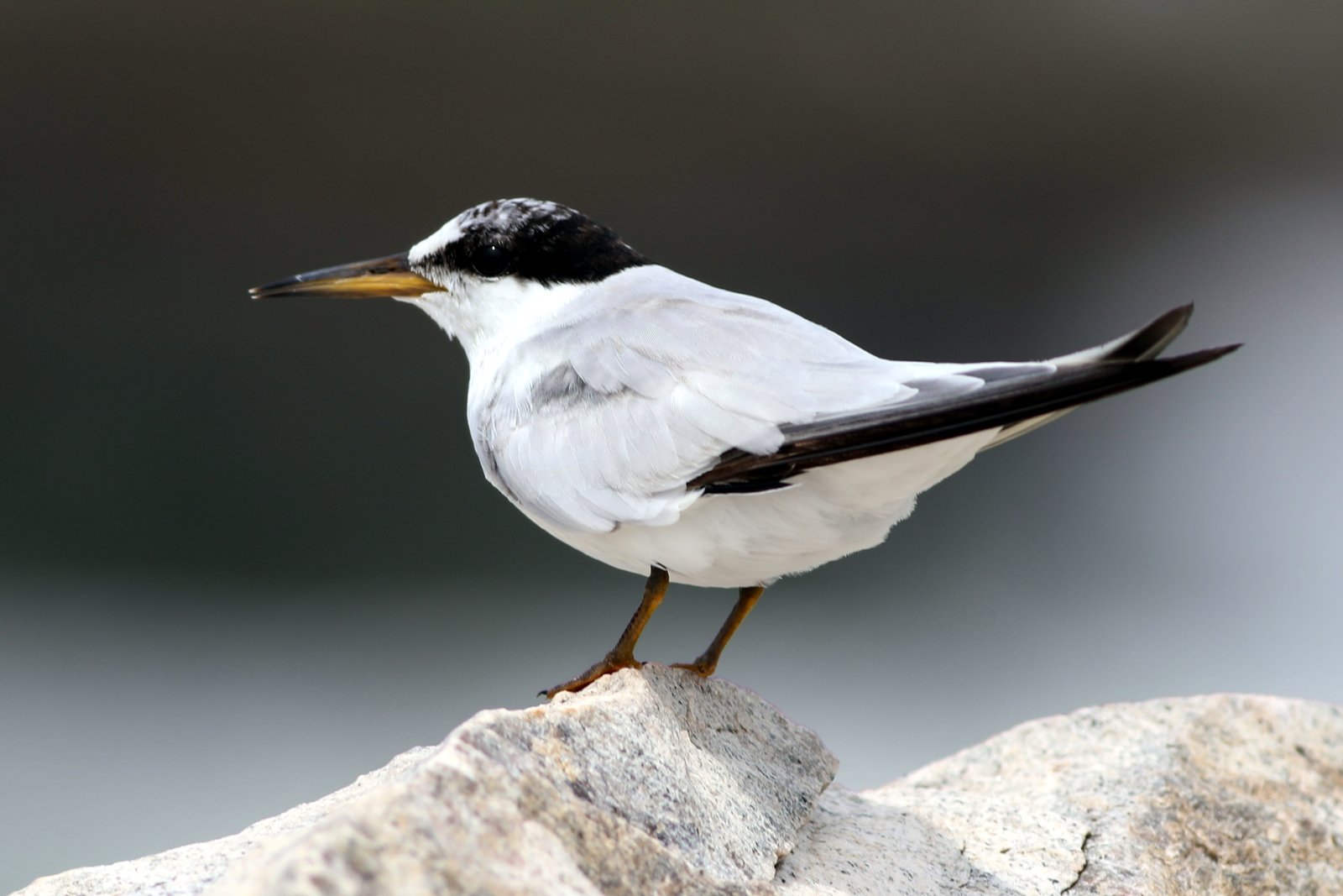 Saunders' dwergstern (Sternula saundersi)