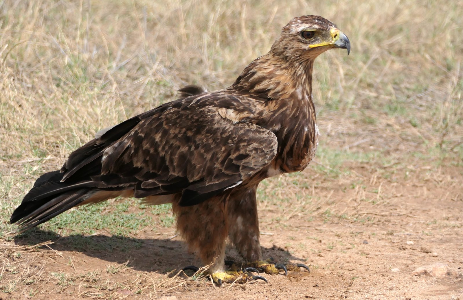 Savannearend (Aquila rapax)