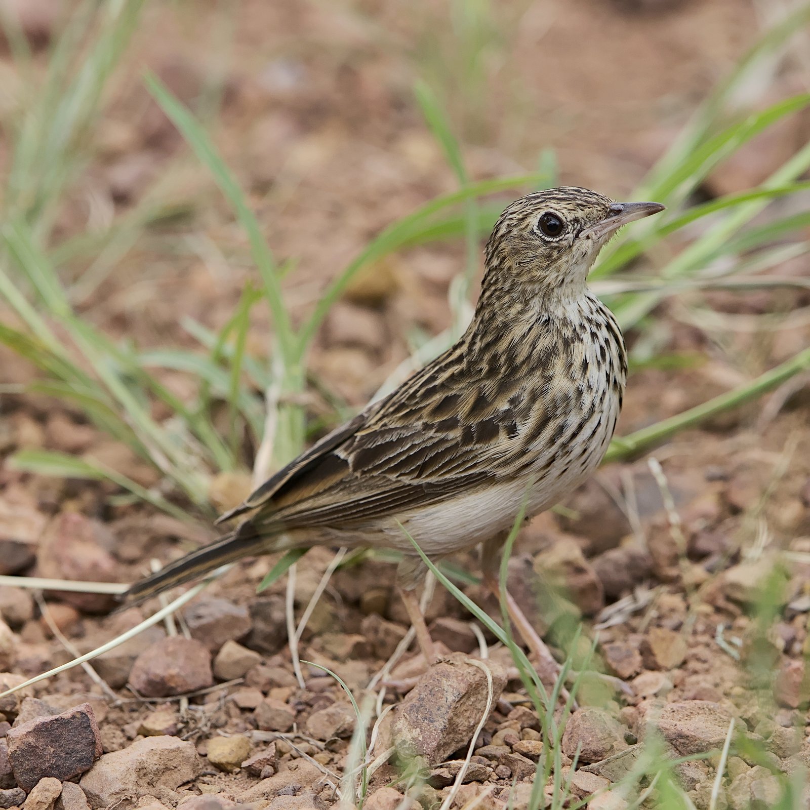 Savannepieper (Anthus caffer)