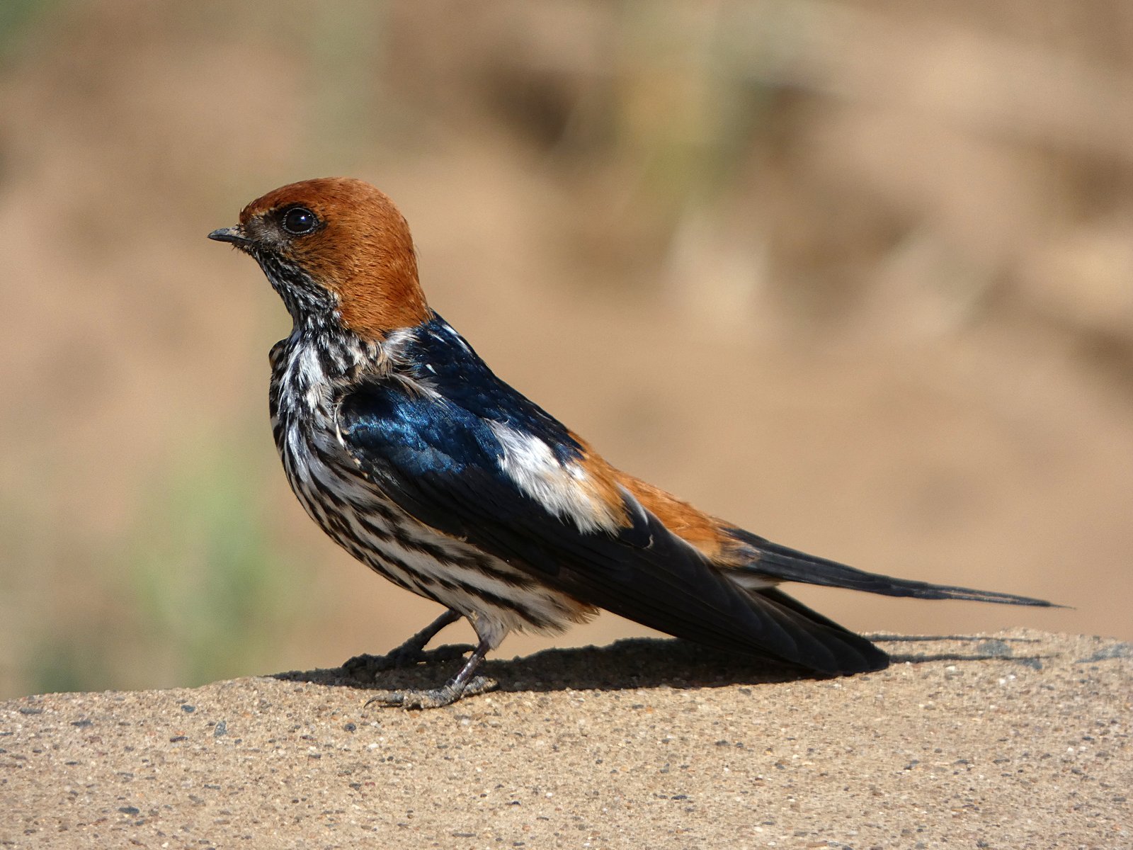 Savannezwaluw (Cecropis abyssinica)