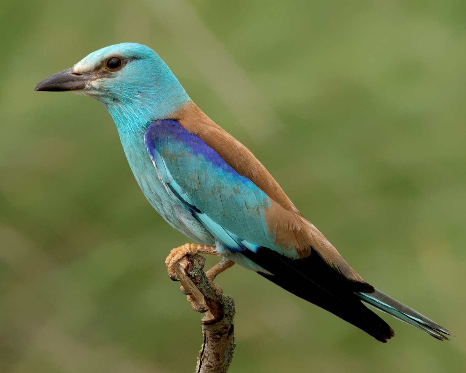 Scharrelaar (Coracias garrulus)