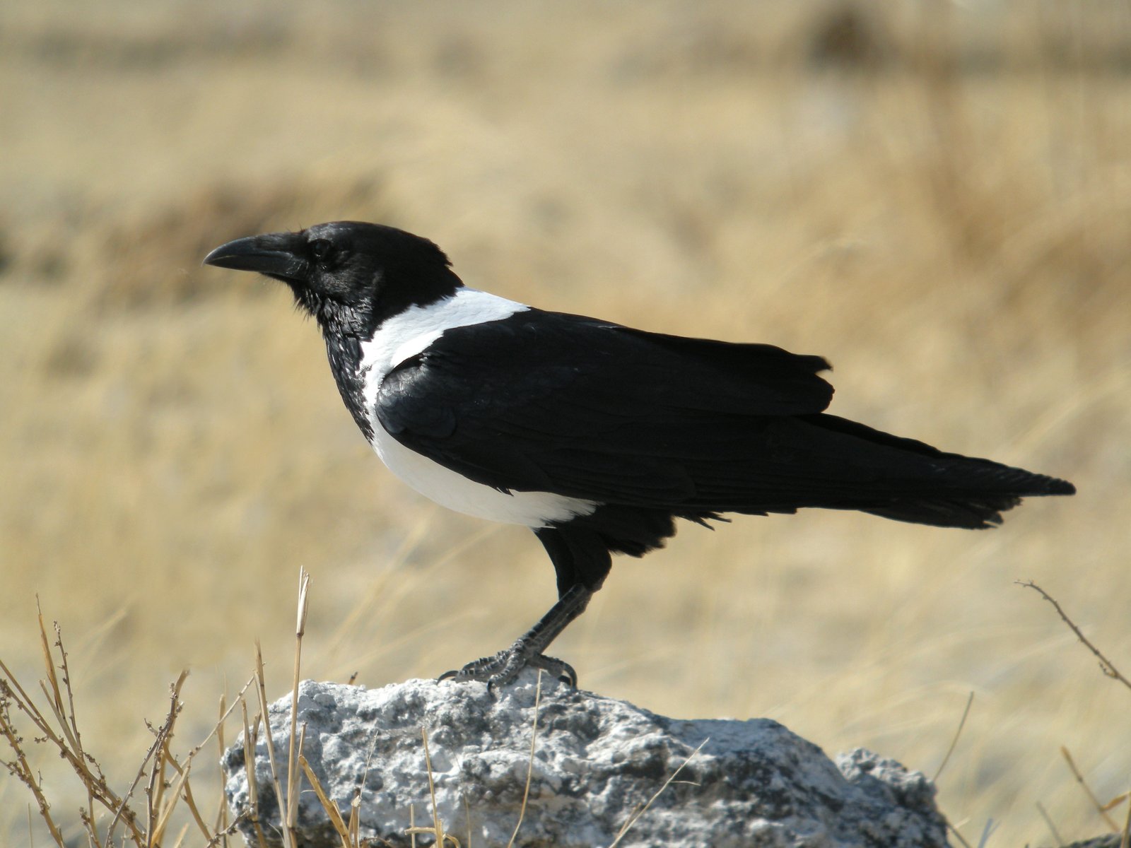 Schildraaf (Corvus albus)