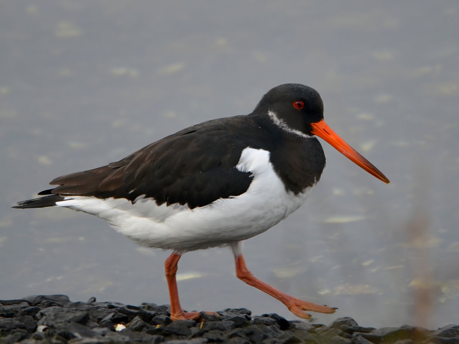 Scholekster (Haematopus ostralegus)