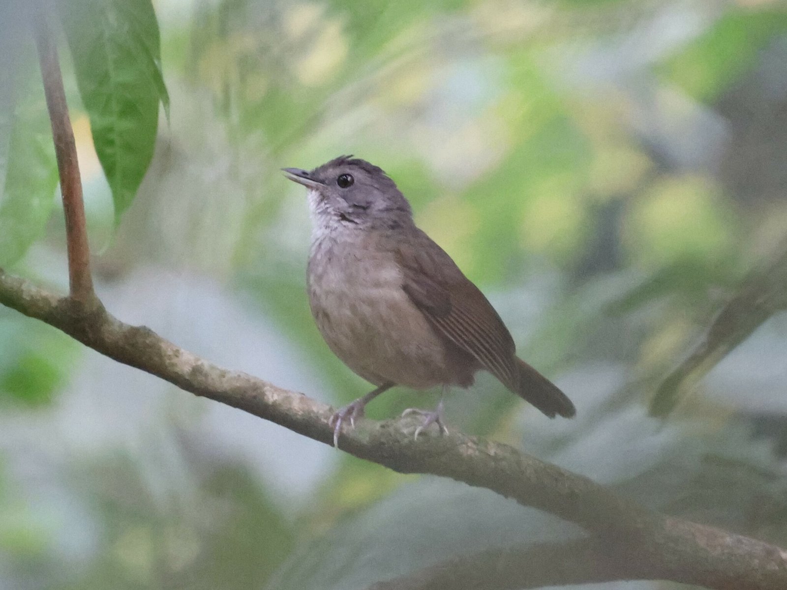 Schubborstlijstertimalia (Illadopsis albipectus)
