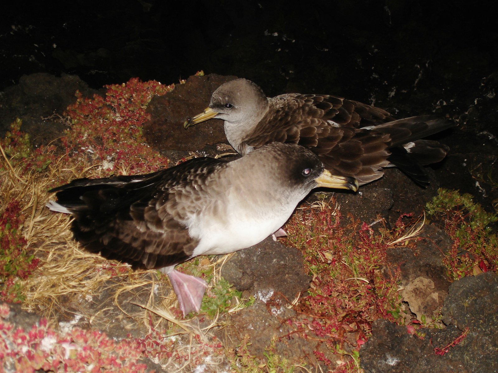 Scopoli's pijlstormvogel (Calonectris diomedea)