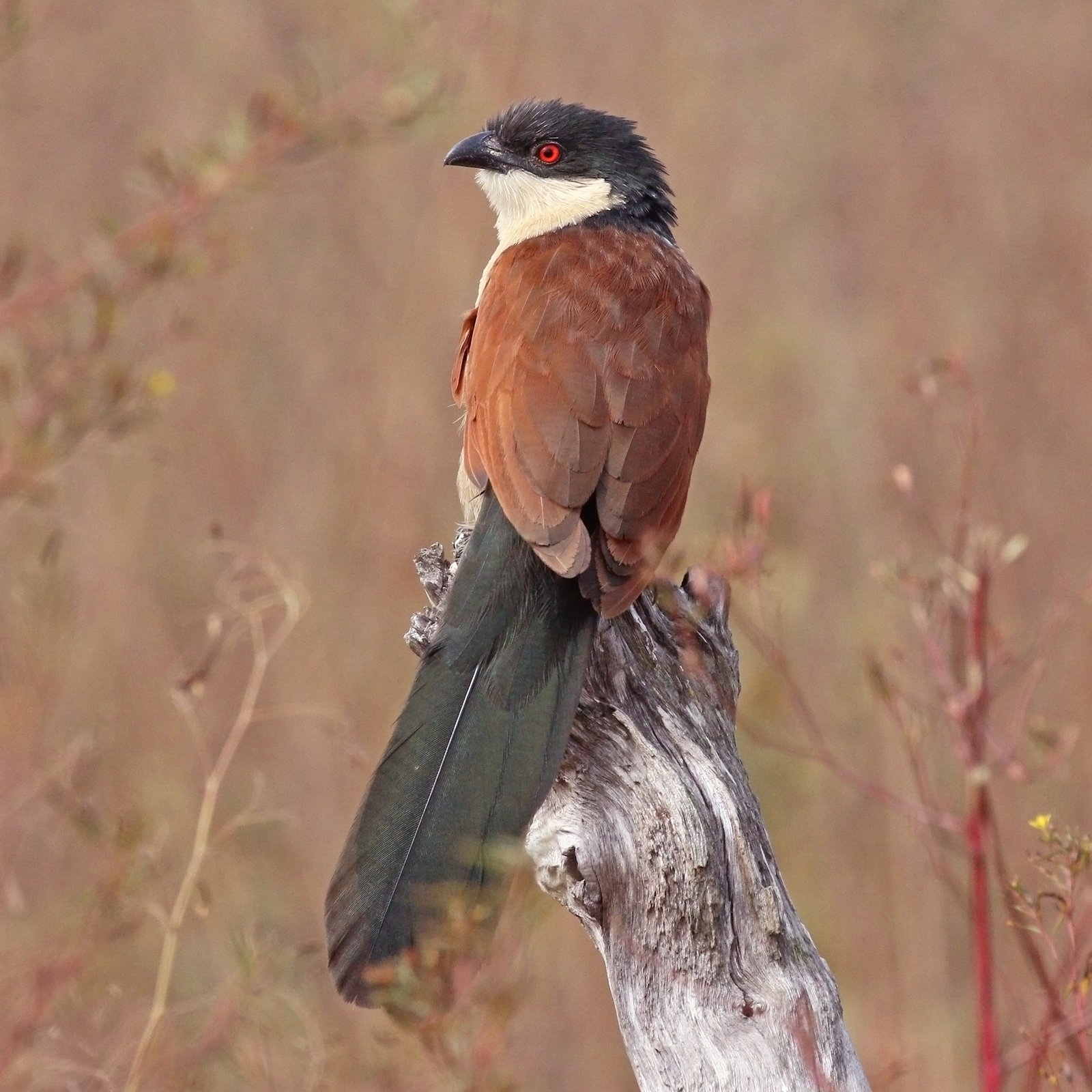 Senegalese spoorkoekoek (Centropus senegalensis)