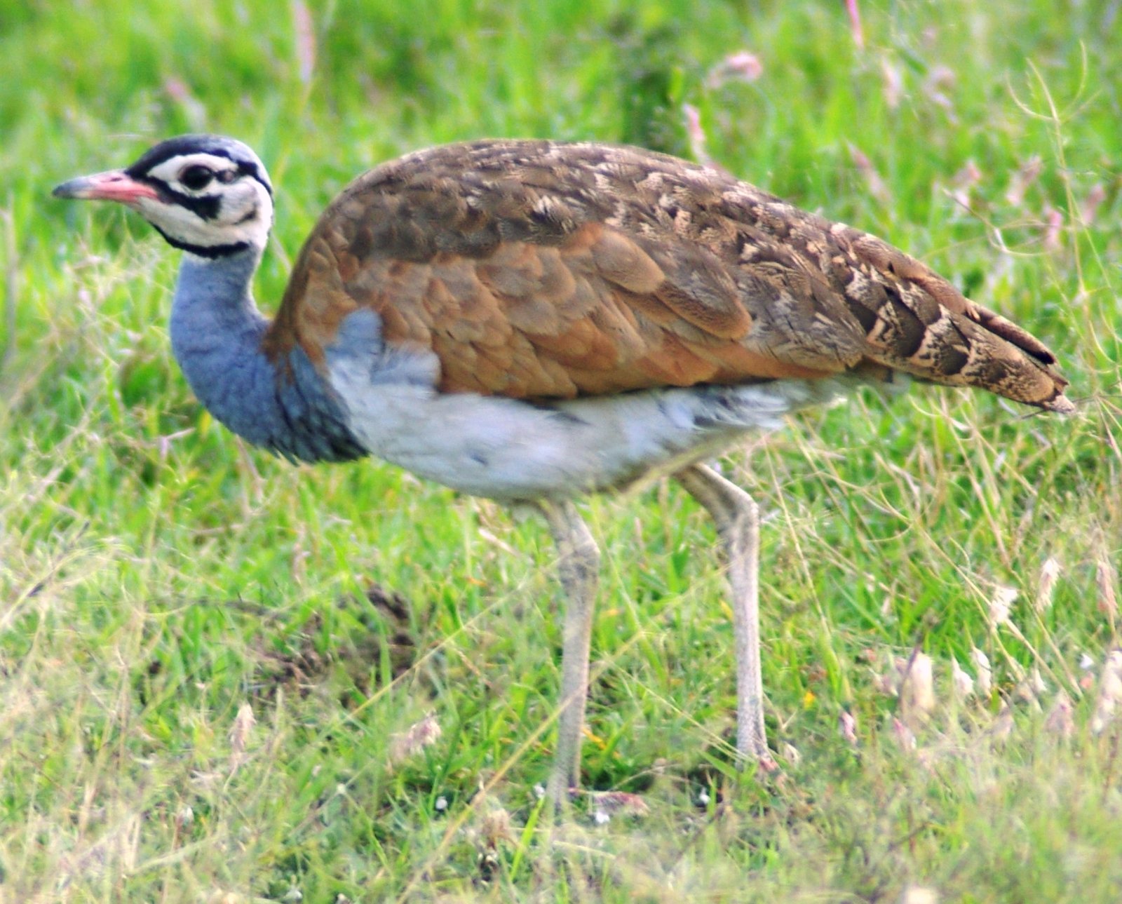 Senegaltrap (Eupodotis senegalensis)