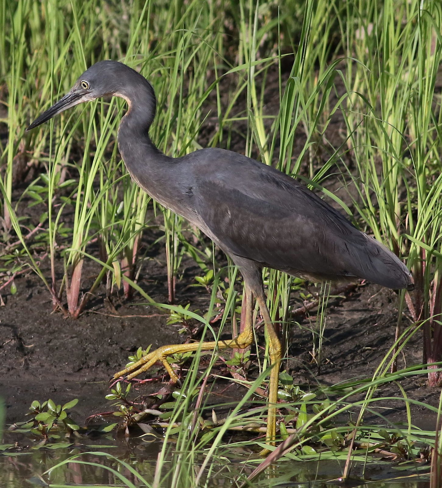 Sharpes reiger (Egretta vinaceigula)