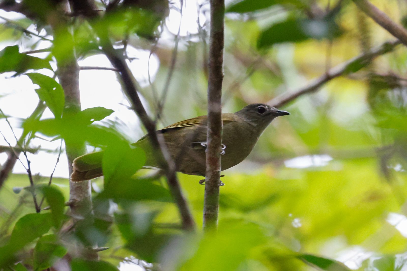 Shelleys buulbuul (Arizelocichla masukuensis)