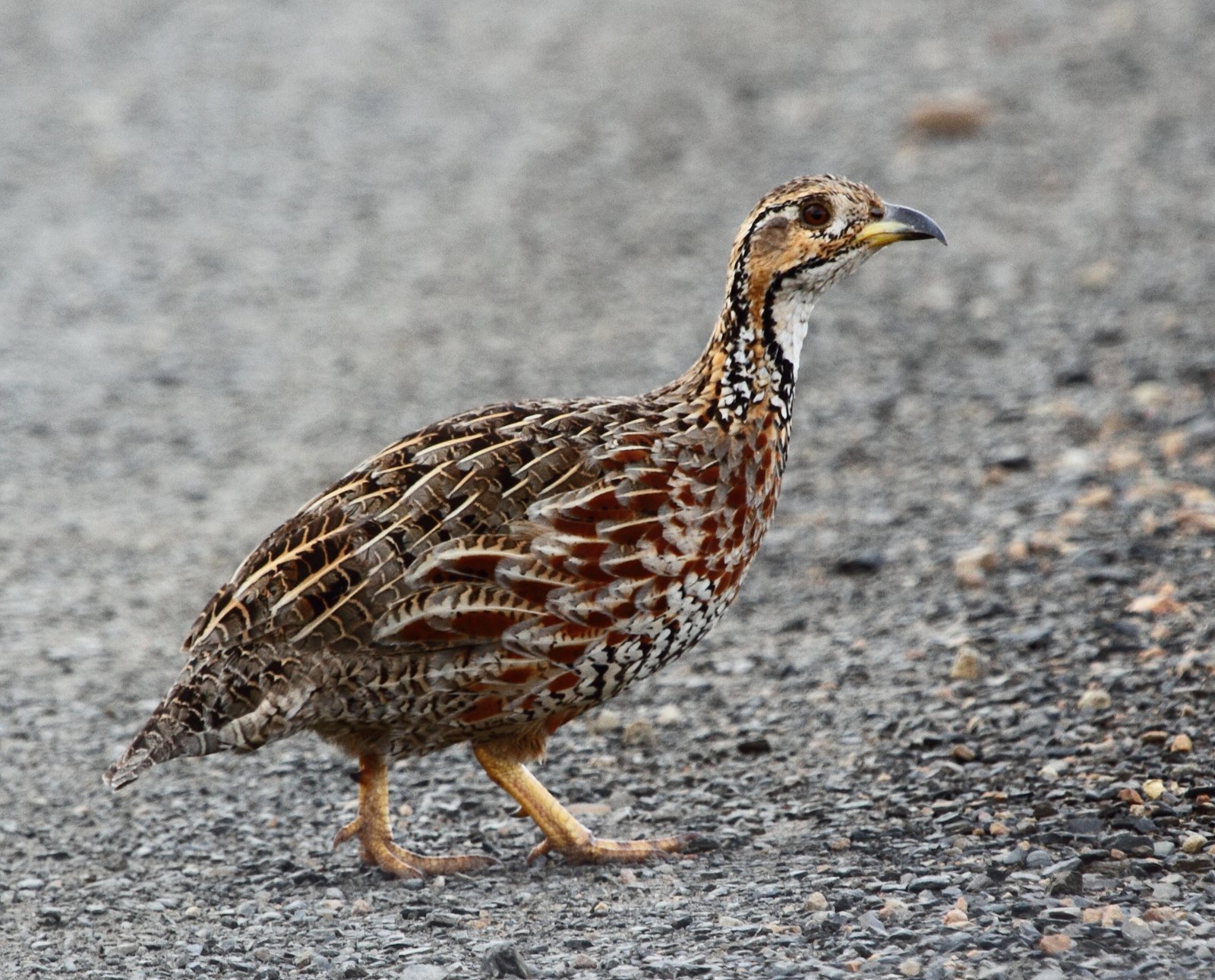 Shelleys frankolijn (Scleroptila shelleyi)