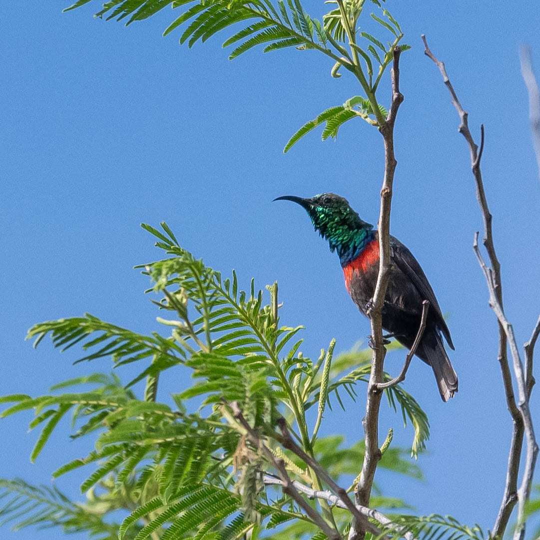 Shelleys honingzuiger (Cinnyris shelleyi)