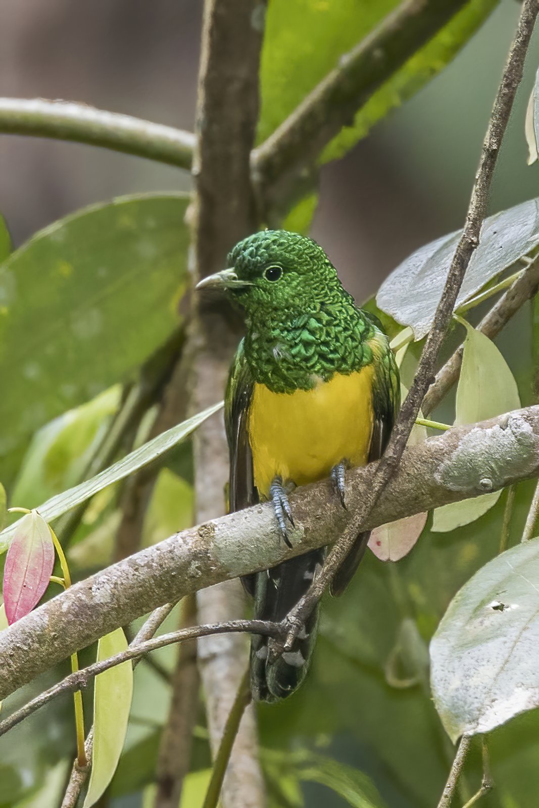 Smaragdkoekoek (Chrysococcyx cupreus)