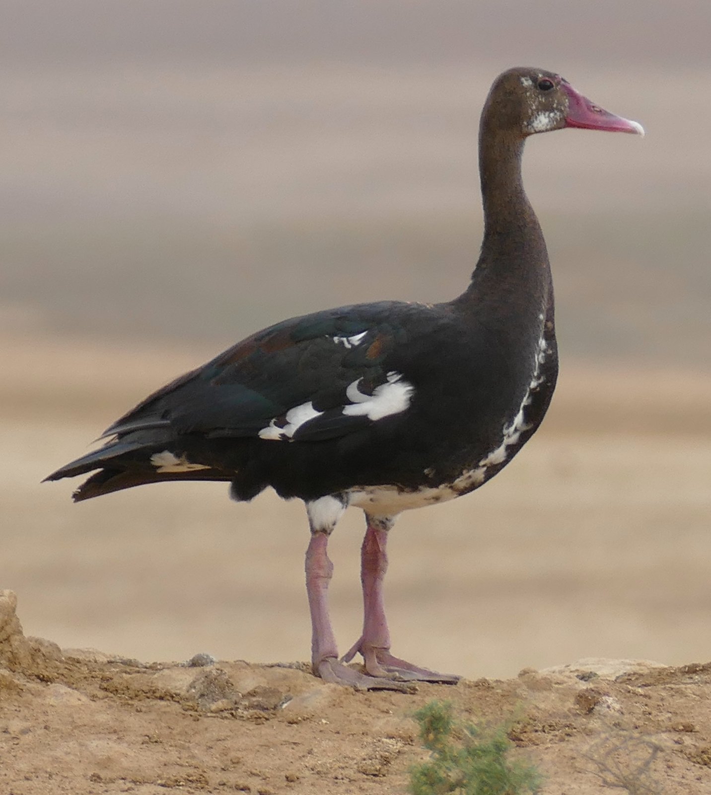 Spoorwiekgans (Plectropterus gambensis)