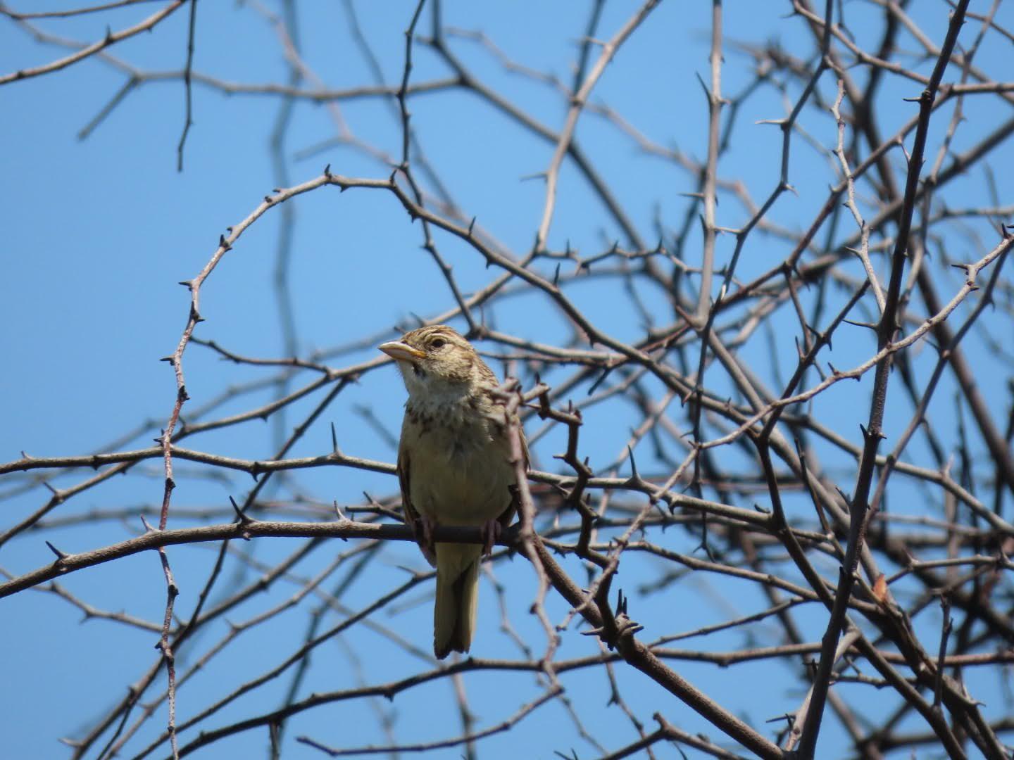 Spotleeuwerik (Mirafra cheniana)